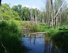 Wetlands