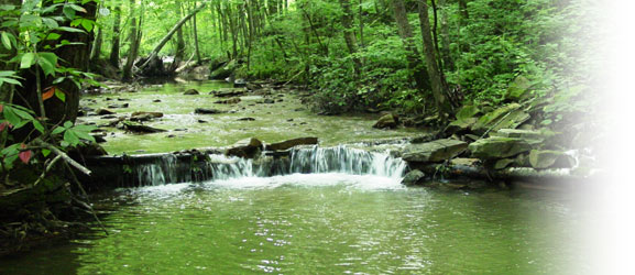 Environmental Services