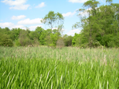 Potesta Wetland Blue Sky